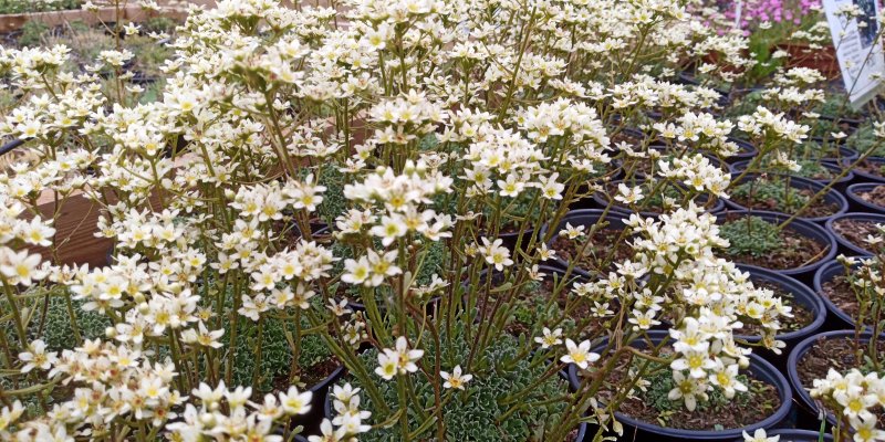 Saxifraga 'Kivikratt' Камнеломка